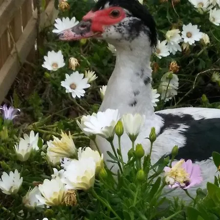 Da Sissi Nocleg ze śniadaniem 3*